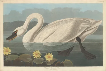 Cygne américain commun, 1838